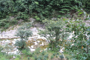 山间溪流旁的繁茂植被