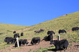 草原上的牦牛群