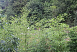 山林中的嫩绿植物景观