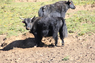 草原上的两头牦牛
