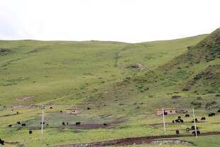 草原风光 放牧场景
