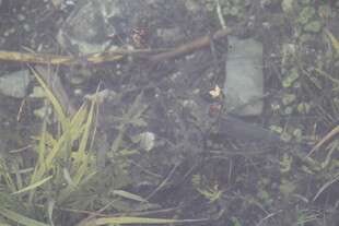 水下植物与杂物景象