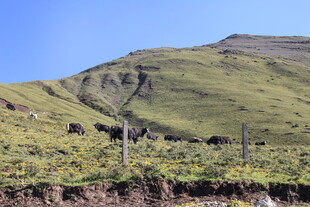 山坡上的牛群与翠绿草地