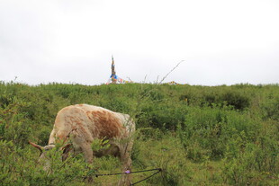 草原上低头吃草的牛