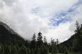 云雾缭绕的山林美景