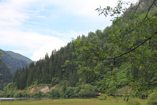 山间葱郁森林与开阔草地