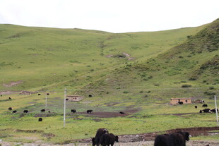 草原上的牛群与村落