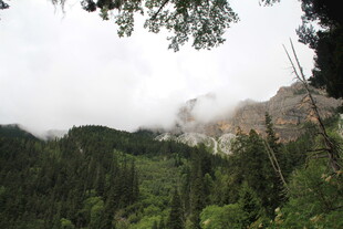 云雾缭绕的山林美景