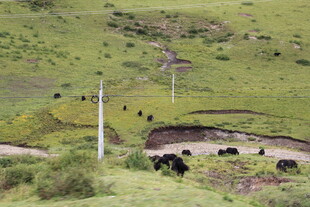 草原上的牛群与自然风光
