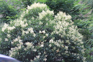 盛开的白色繁茂花卉