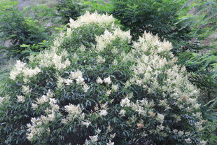 盛开的白色繁花灌木