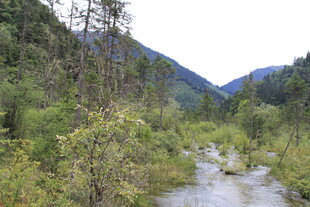 山间溪流 绿意盎然的景致