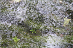 水底青苔与落叶景象