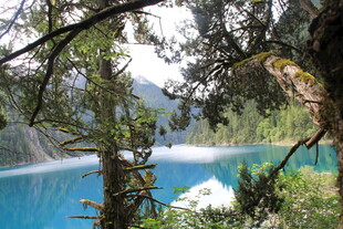 梦幻蓝湖之森林中的静谧美景