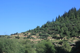 山坡葱郁绿树风景图