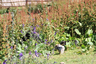 花园中的小鸟与多彩植物
