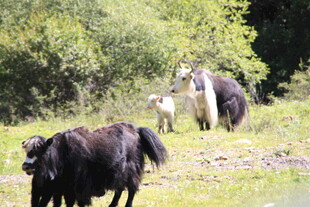 草原上的牦牛群