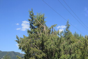 蓝天绿树自然美景