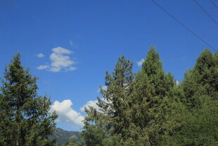 蓝天绿树风景图