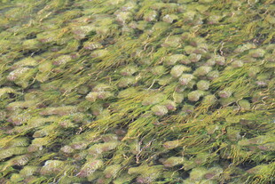 水面漂浮的绿色浮萍