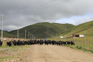 草原上的牦牛群