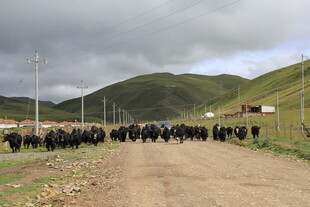 草原上的牛群行进队伍