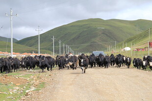 草原上的牛群大迁徙