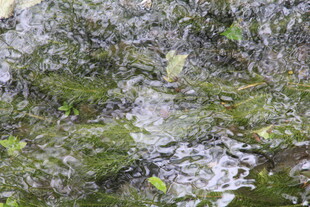 山间溪流旁的翠绿苔藓