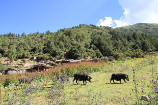 草原上的牦牛与葱郁山林