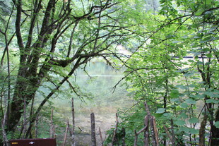 林间小道 绿意盎然的景致