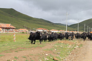 草原上的牦牛群行进景象