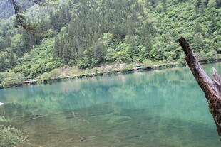 碧绿湖水与岸边葱郁植被