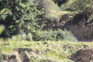 山林间的绿意景致