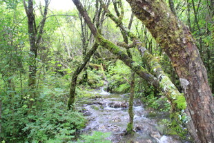 山林间的潺潺溪流