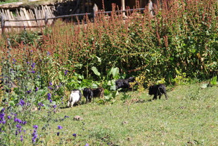 草地上玩耍的一群小狗