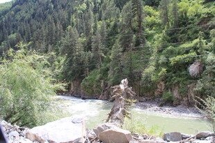 山间溪流旁的繁茂绿意