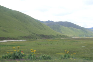 草原青山间的烂漫野花