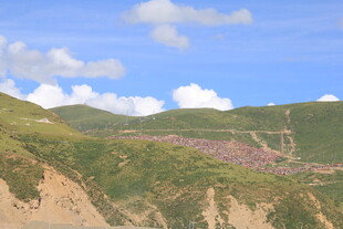 山间烂漫花海美景