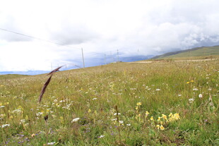 草原野花与孤枝