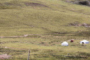 草原上的白色帐篷