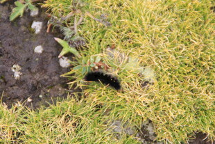 草丛中的黑色小动物