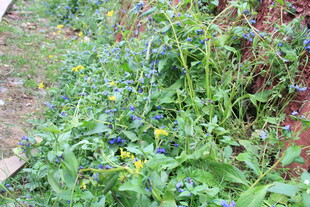 草丛中的多彩野花