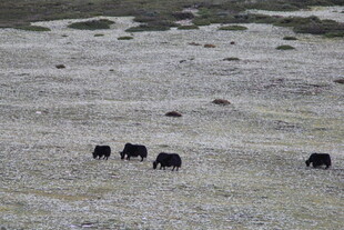草原上的几头黑色牦牛