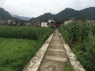 乡间石板小径 田园风光