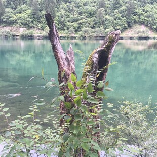 湖畔枯木伴绿植