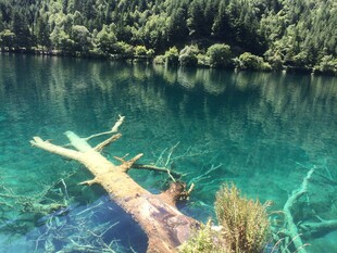 清澈湖底的枯木与水草
