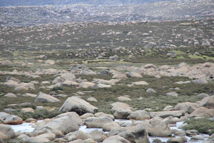 石滩上的鸟类栖息场景