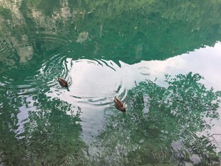 水中倒影与波纹的自然美