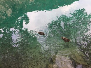 水中倒影里的两头牛