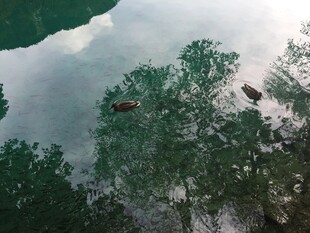 湖面倒影中的葱郁树木